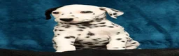 Dalmatian dogs for sale: Bella - Ad 3