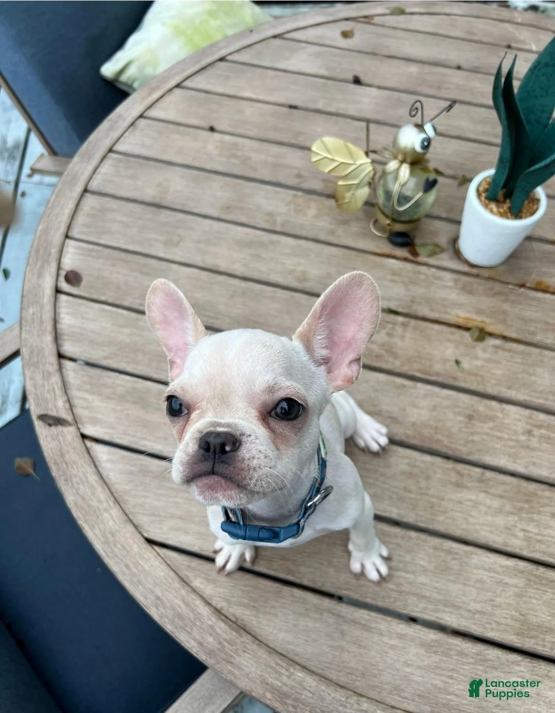 French Bulldog dogs for sale: Nachito - Ad 2