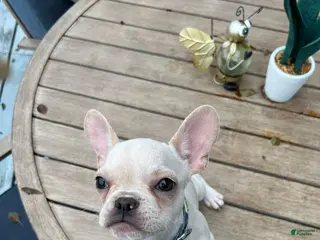 French Bulldog dogs Nachito - Ad 2