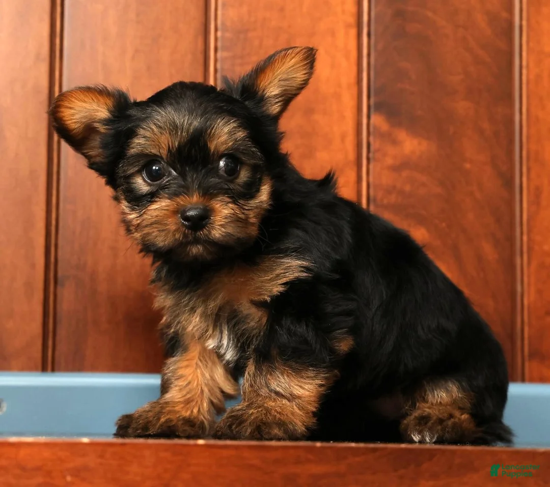 Yorkshire Terrier dogs for sale: Daffodil - Ad 2