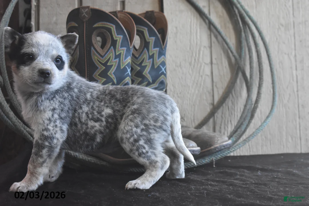 Australian Cattle Dog dogs for sale: Weston - Ad 3