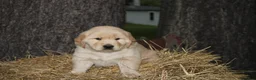 Golden Retriever dogs for sale: Gabby - Ad 13