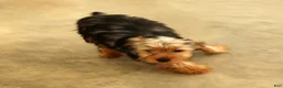 Yorkshire Terrier dogs for sale: Lilibet - Ad 10