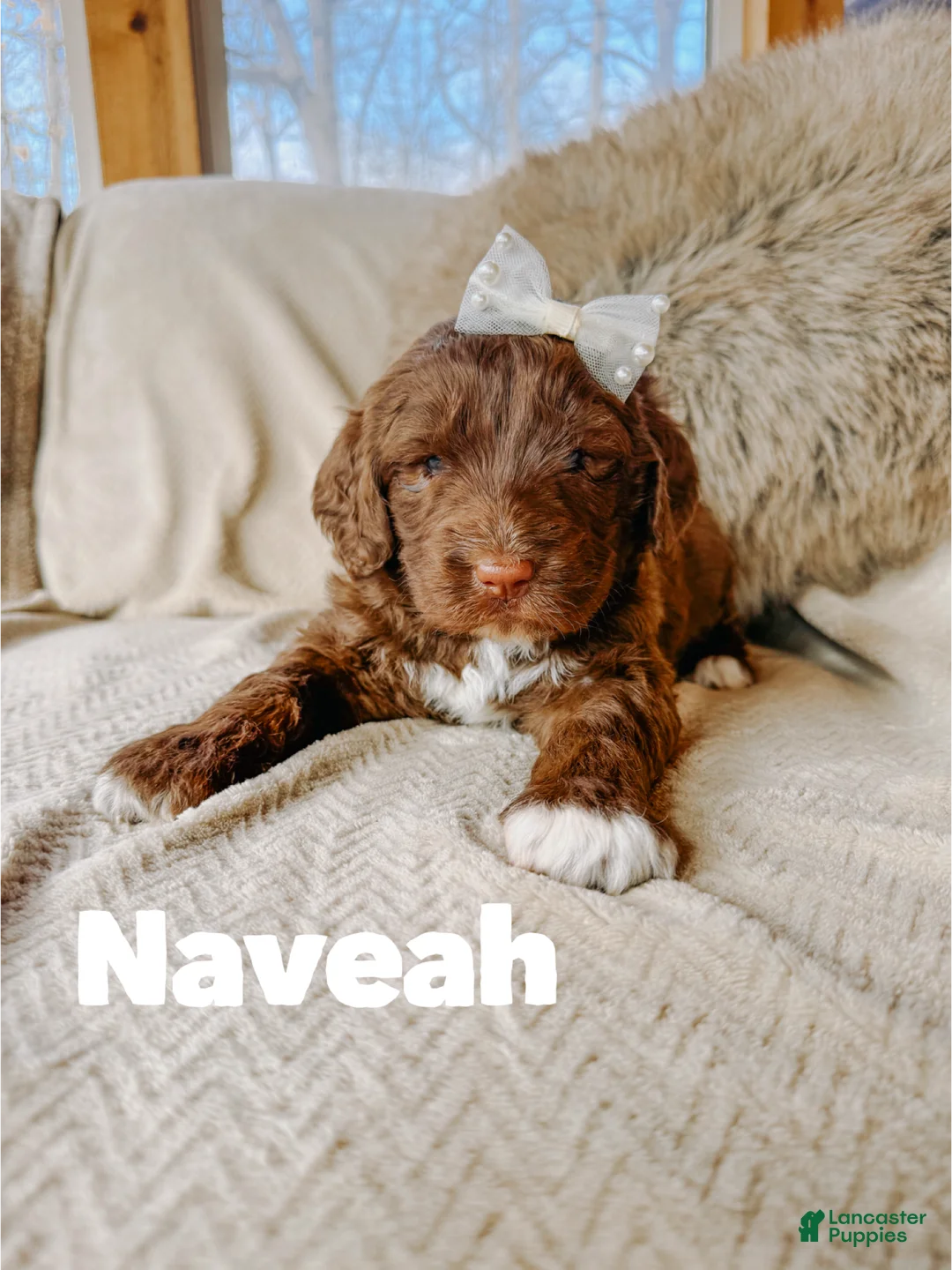 Saint Berdoodles dogs for sale: Neveah - Ad 1