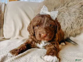 Saint Berdoodles dogs Neveah - Ad 16