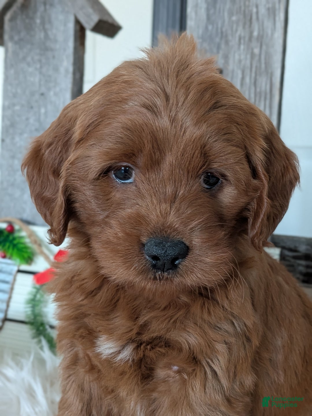 Goldendoodle dogs for sale: Honey  - Ad 3