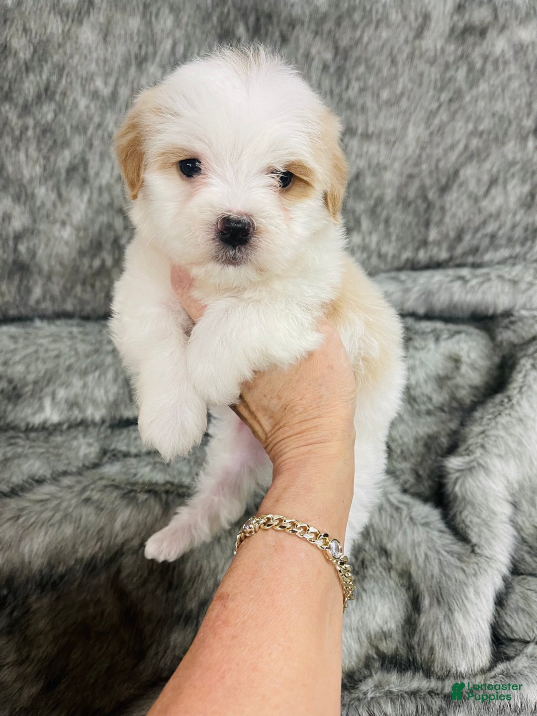 Mixed Breed dogs for sale: peaches and cream - Ad 1