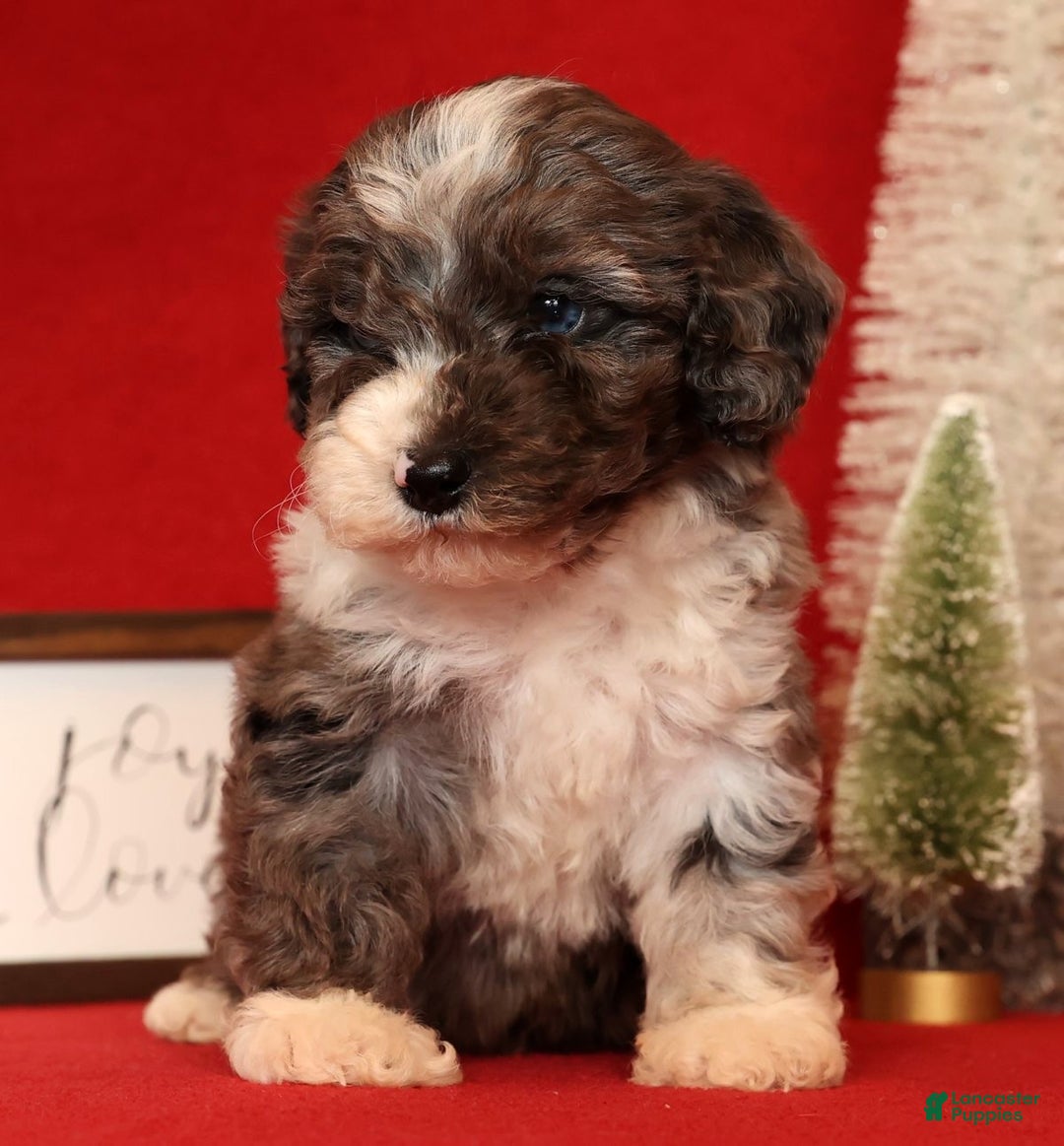 Miniature Poodle dogs for sale: Mason - Ad 4