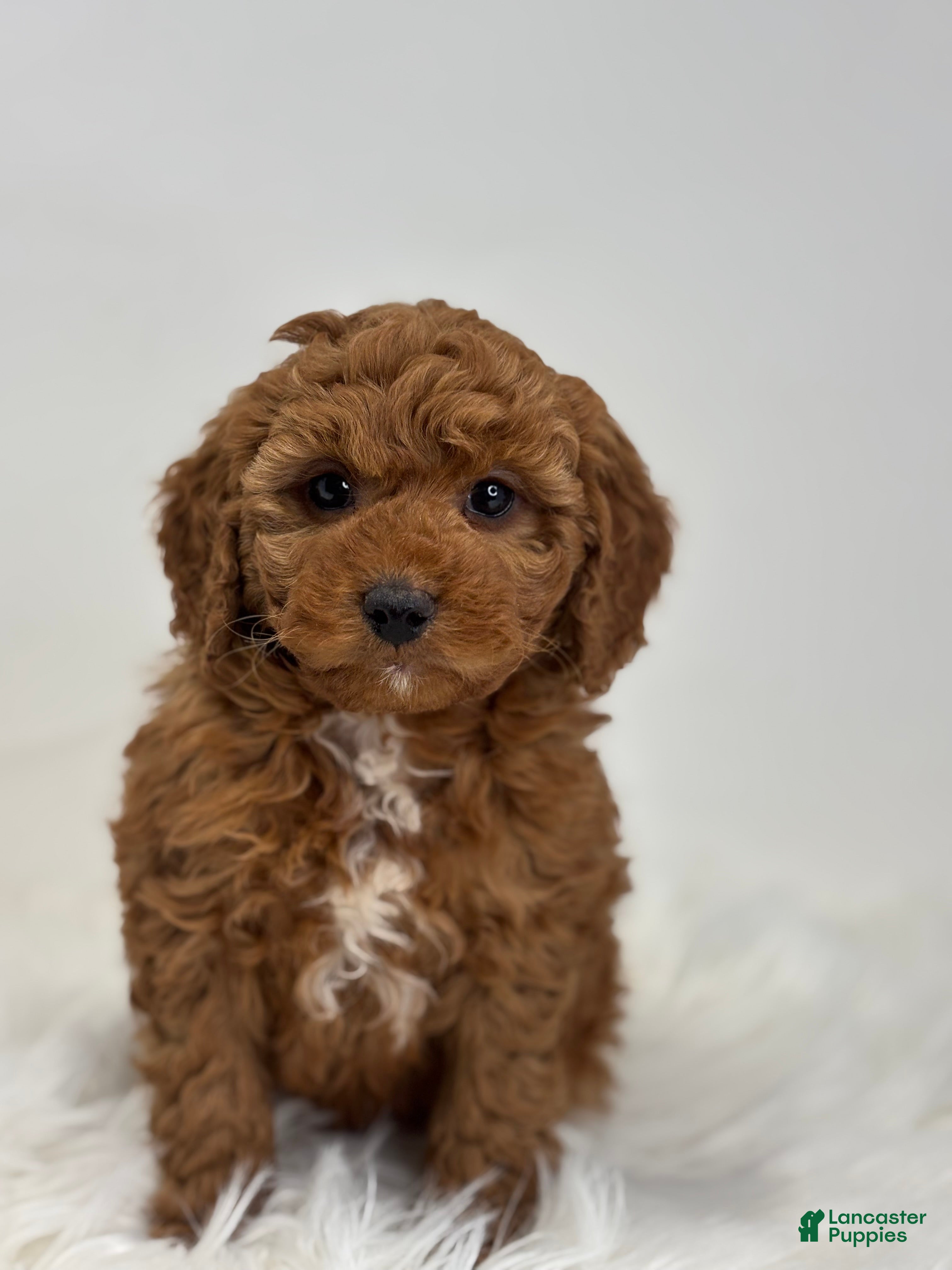 Mini Goldendoodle dogs Gavin - Ad 1