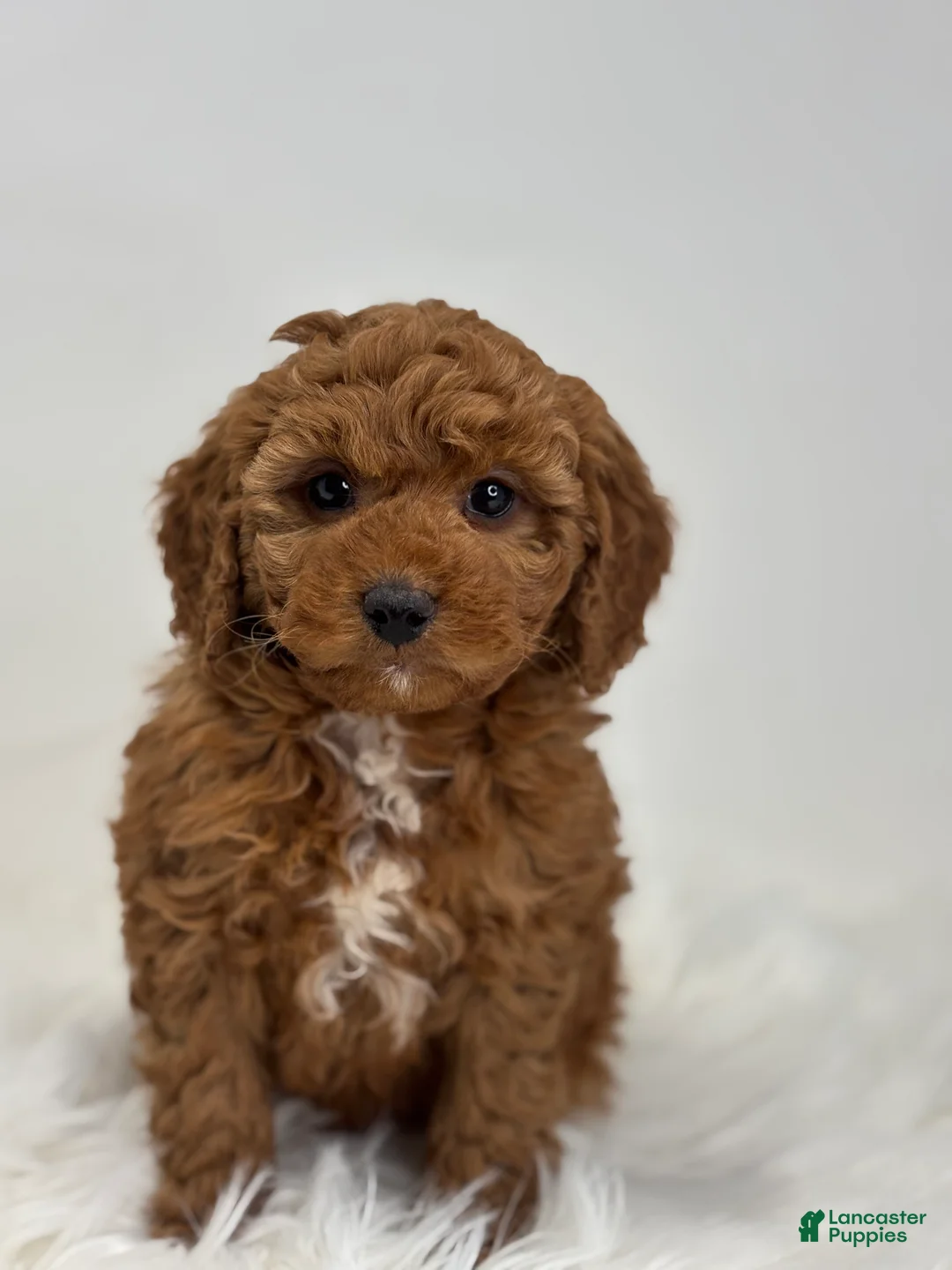 Mini Goldendoodle dogs for sale: Gavin - Ad 1