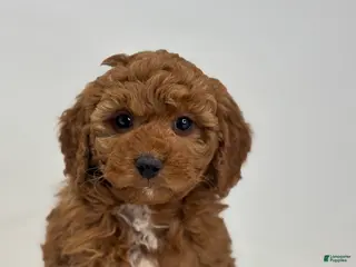 Mini Goldendoodle dogs Gavin - Ad 1