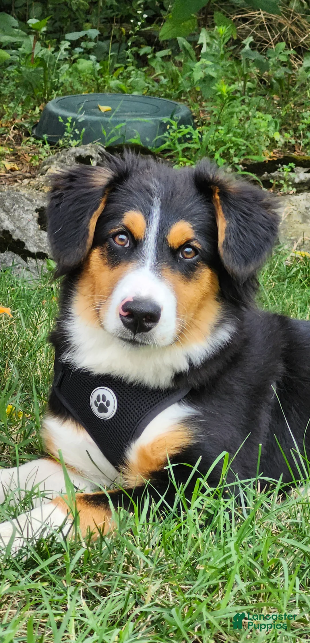 Australian Shepherd dogs for sale: Roxy - Ad 1