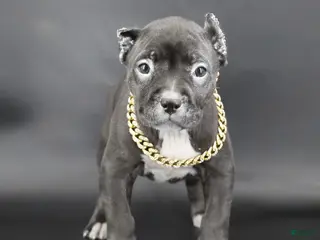 American Bully dogs Valentina - Ad 17