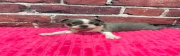 Boston Terrier dogs for sale: Boston Terrier 3 - Ad 2