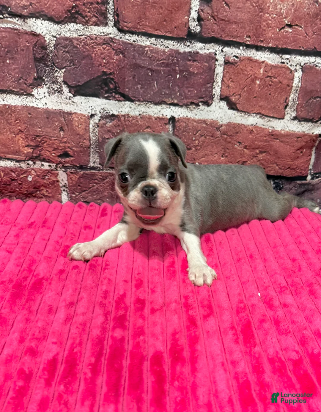 Boston Terrier dogs for sale: Boston Terrier 3 - Ad 2