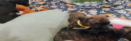 Boxer dogs for sale: Boxer 6 - Ad 4