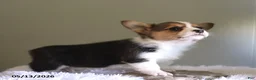 Welsh Corgi Pembroke dogs for sale: Cody - Ad 3