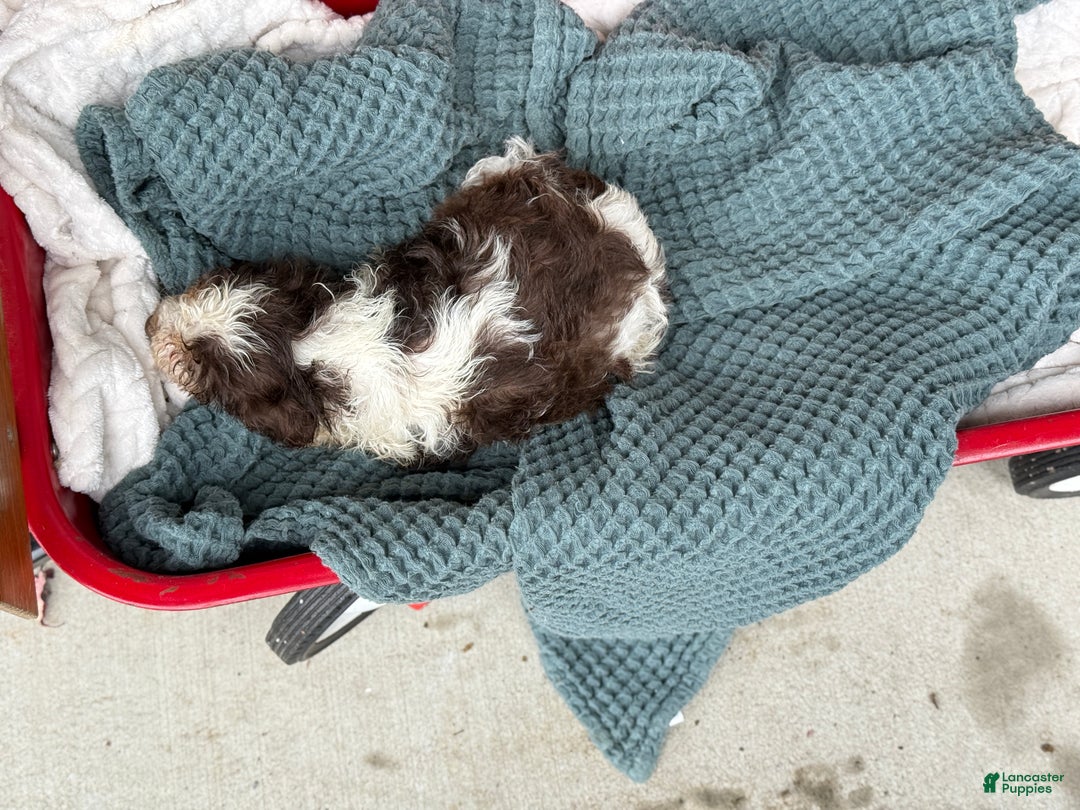 Cavapoo dogs for sale: Arlo - Ad 46