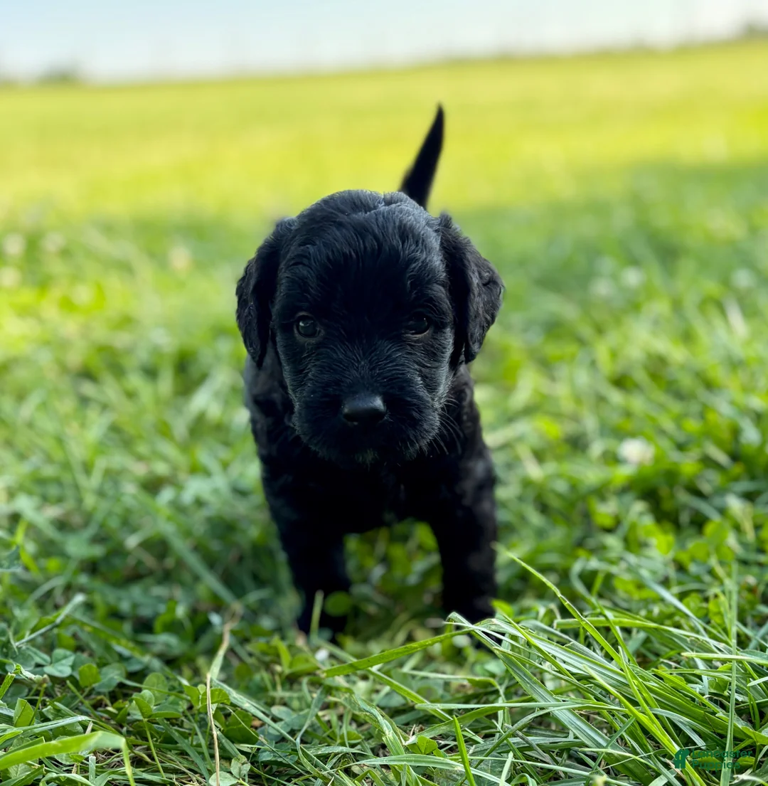 Goldendoodle dogs for sale: Goldendoodle 1 - Ad 1