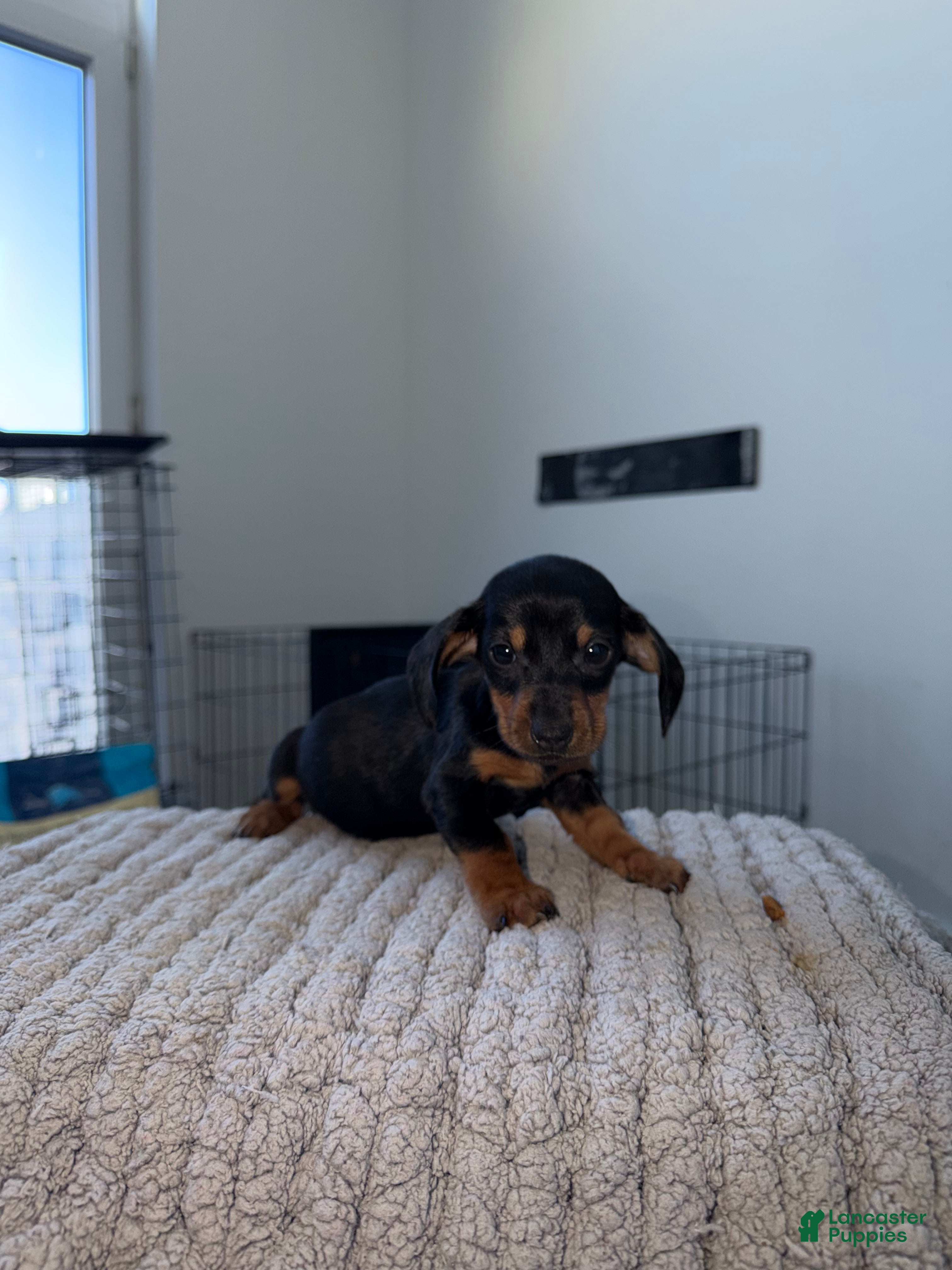 Miniature Dachshund dogs Teacup Minnie - Ad 39