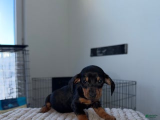 Miniature Dachshund dogs Teacup Minnie - Ad 3