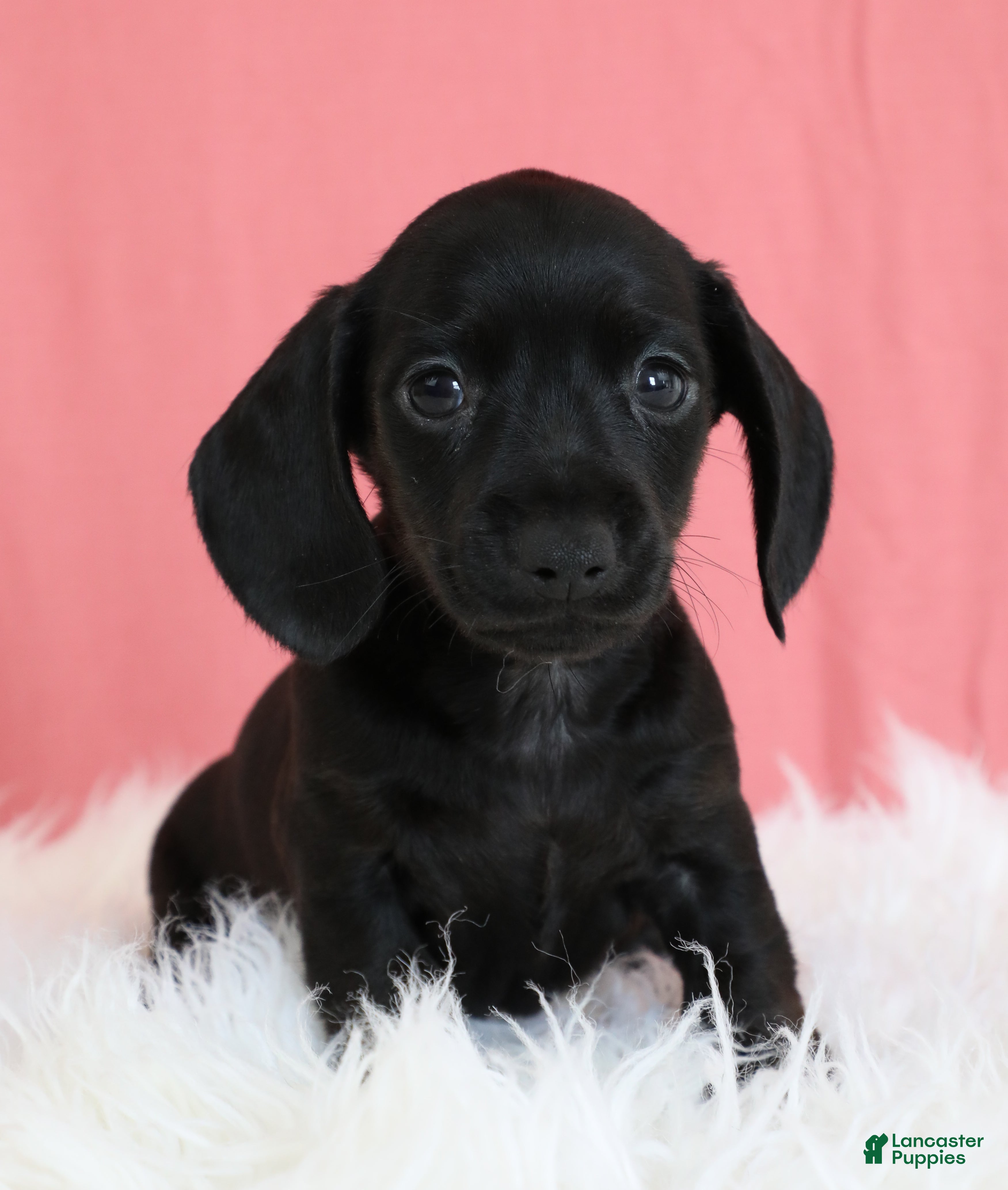 Miniature Dachshund dogs Cherry 🍒 - Ad 1