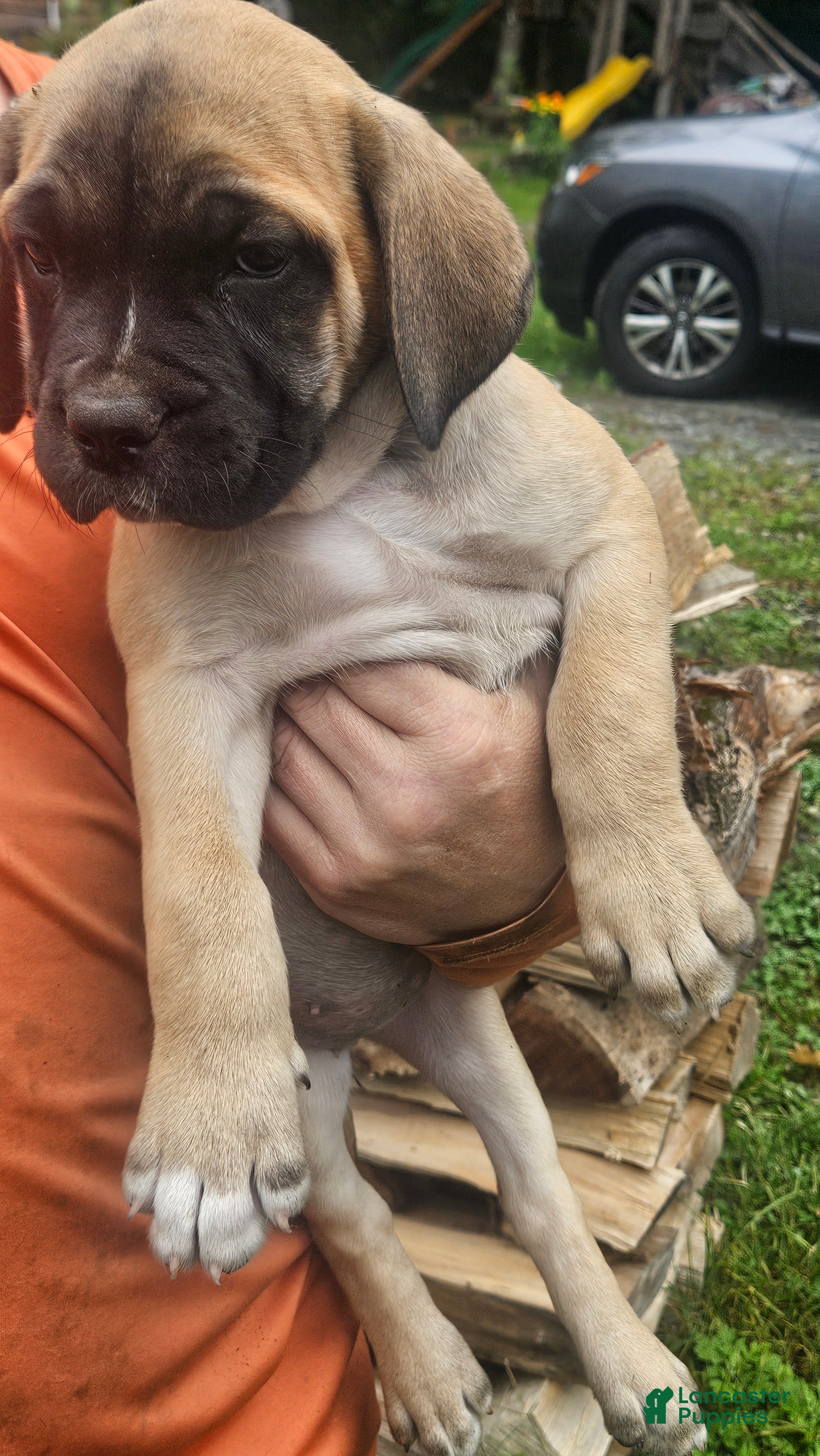 Cane Corso dogs for sale: Cane Corso 2 - Ad 3
