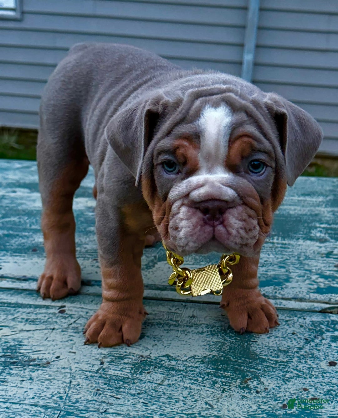 Gallery Image {{count}}