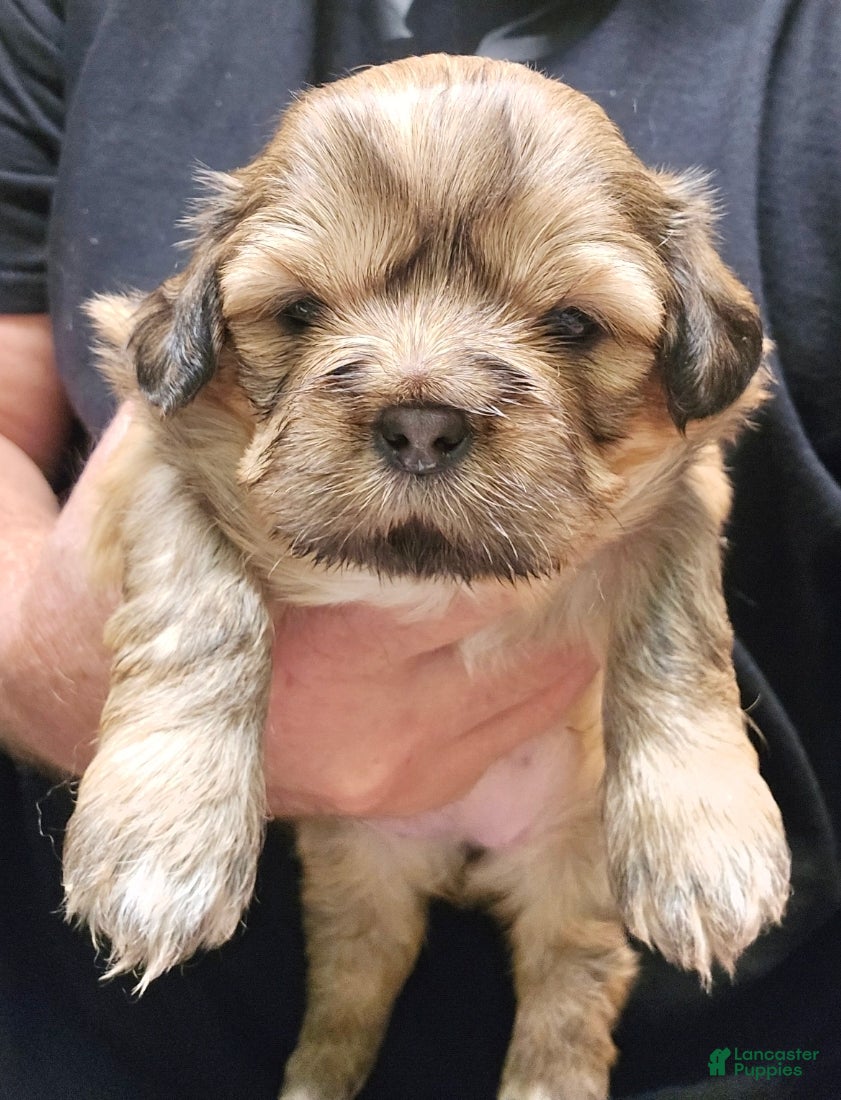 Shih Tzu dogs Lola - Ad 30