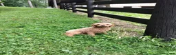 Toy Poodle dogs for sale: Lucky - Ad 9