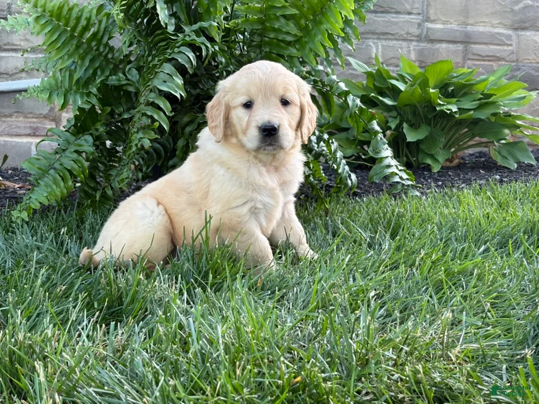 Golden Retriever dogs for sale: Luna - Ad 6