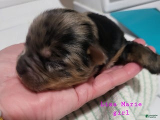 Yorkshire Terrier dogs - Ad 10