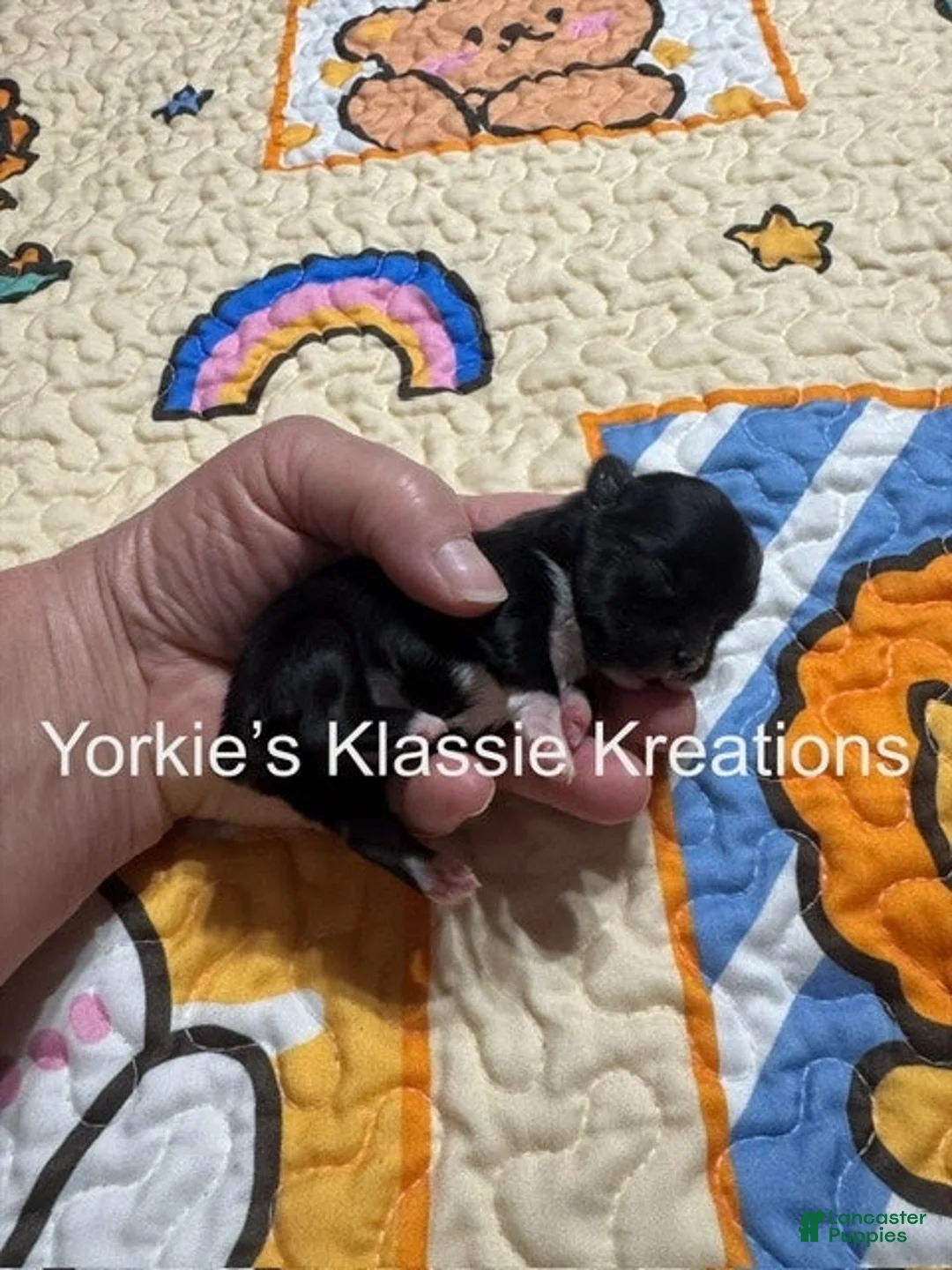 Yorkshire Terrier dogs for sale: KODA - Ad 2