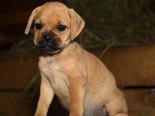 Puggle dogs - Ad 28