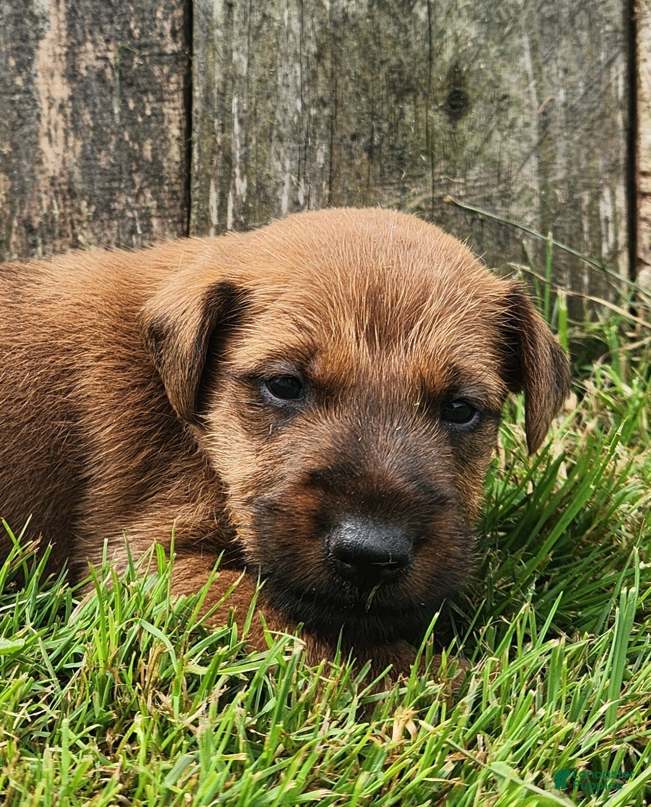 Irish Terrier dogs Rocco - Ad 1