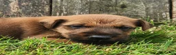 Irish Terrier dogs for sale: Rocco - Ad 1