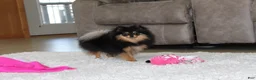 Pomeranian dogs for sale: Teacup Macy - Ad 2