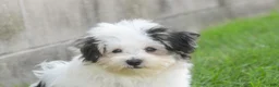 Havanese dogs for sale: Twila Havanese Puppy  - Ad 14