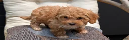 Havapoo dogs for sale: Bella - Ad 5