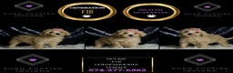 Mini Goldendoodle dogs for sale: Duckie - Ad 2