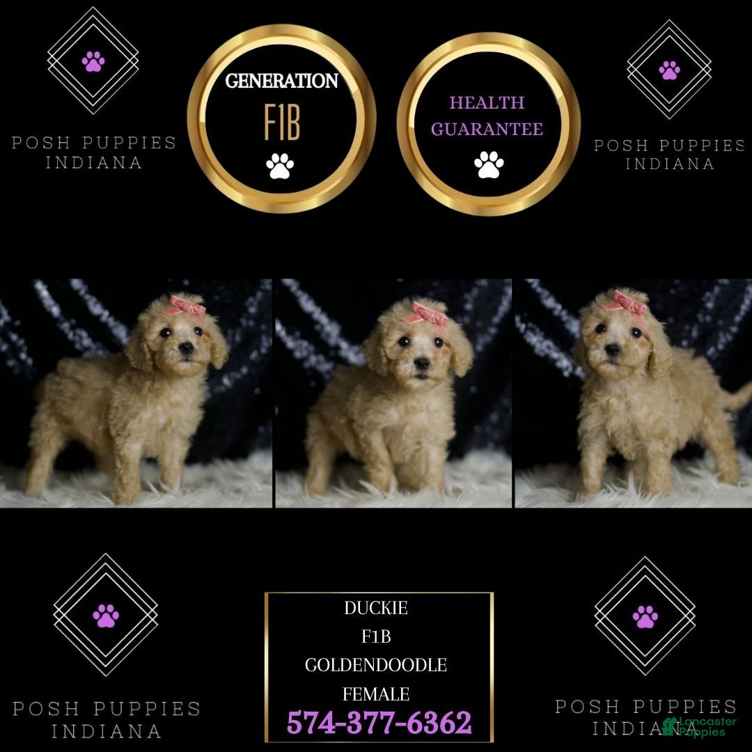 Mini Goldendoodle dogs for sale: Duckie - Ad 2