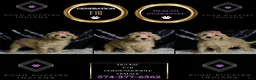Mini Goldendoodle dogs for sale: Duckie - Ad 6