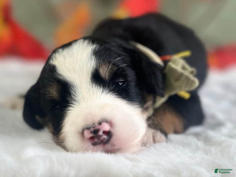 Bernedoodle dogs Ischko - Ad 2