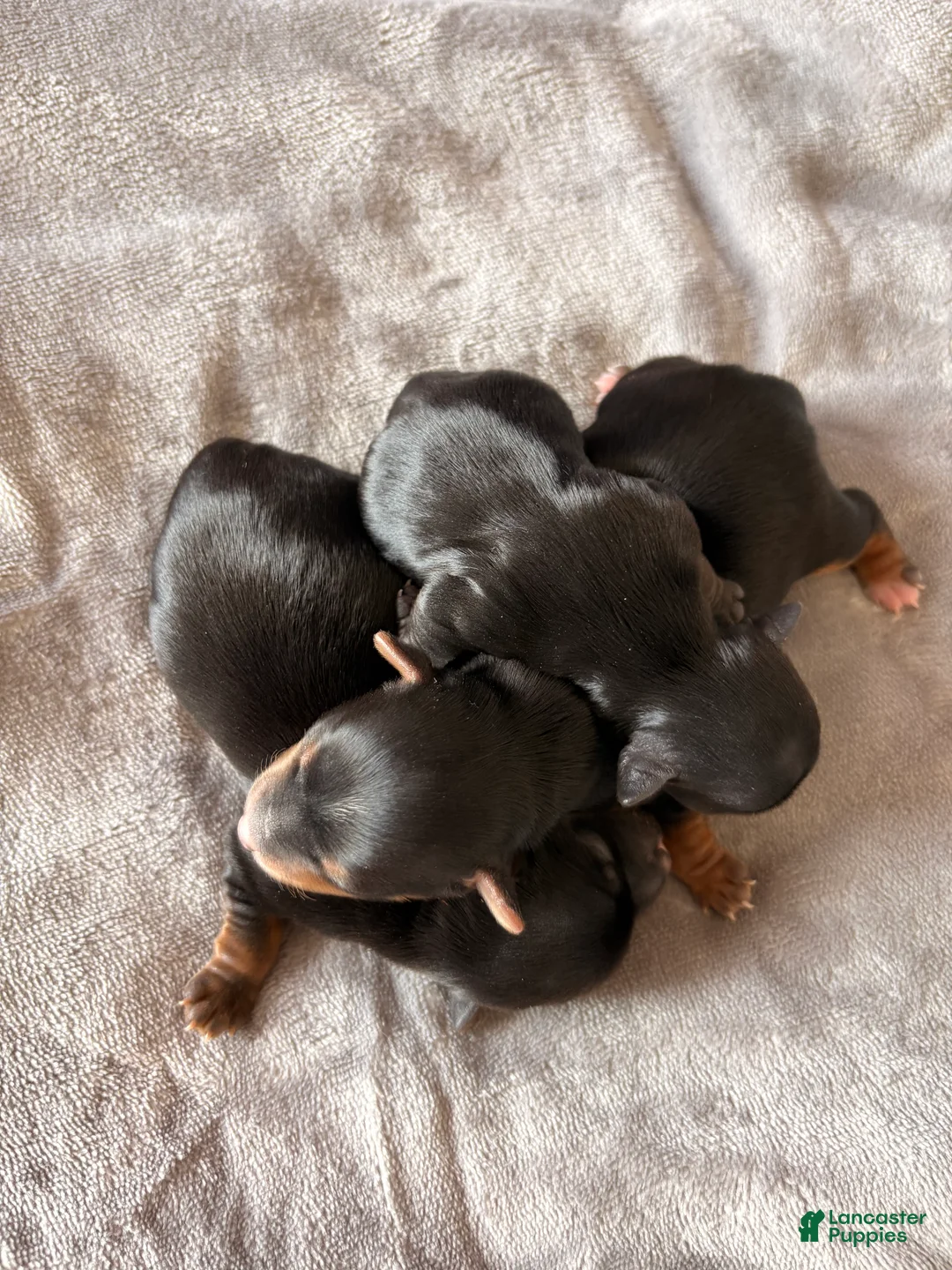 Yorkshire Terrier dogs for sale: Micro - Ad 1