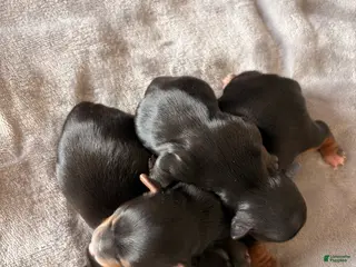 Yorkshire Terrier dogs Micro - Ad 17