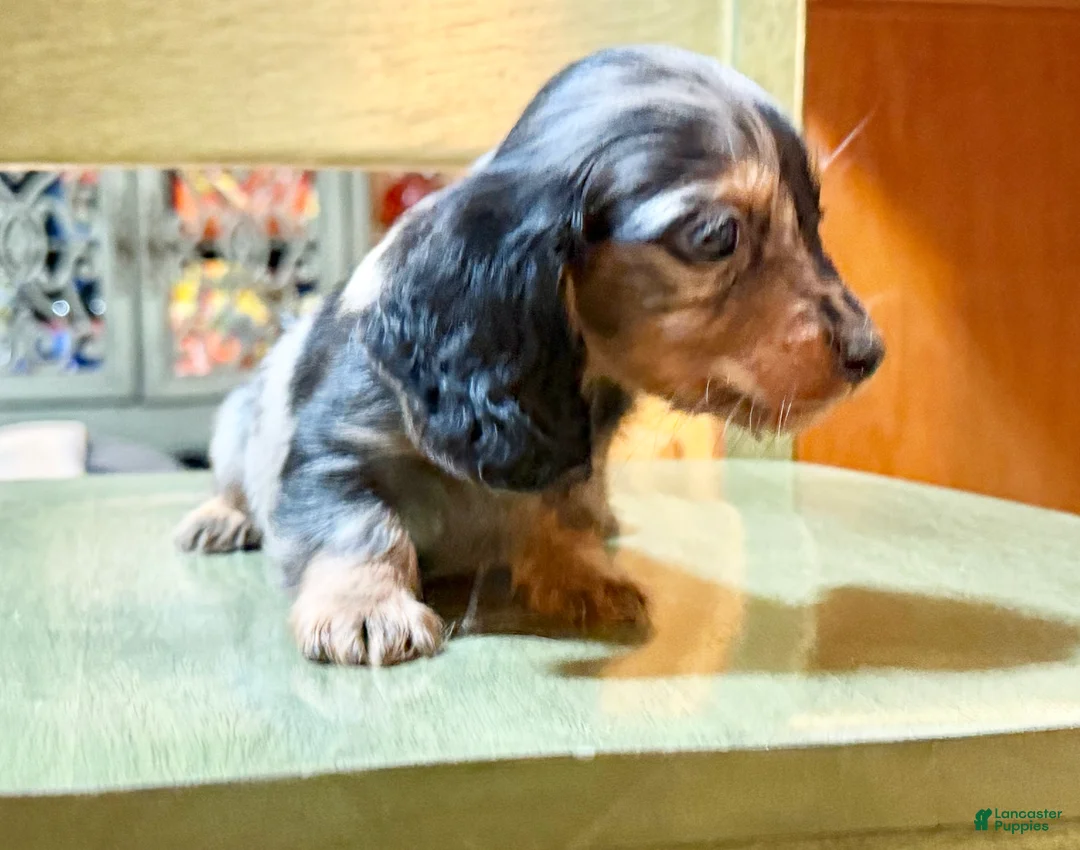 Dachshund dogs for sale: Chocolate mini long coat - Ad 44