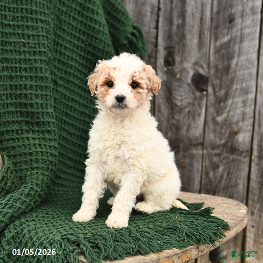 Mini Goldendoodle dogs for sale: Tessa - Ad 4