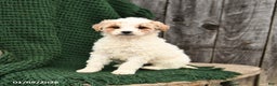 Mini Goldendoodle dogs for sale: Tessa - Ad 1