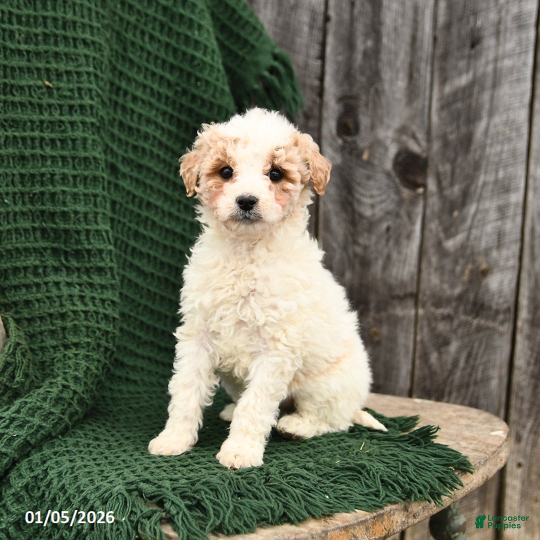 Mini Goldendoodle dogs for sale: Tessa - Ad 1