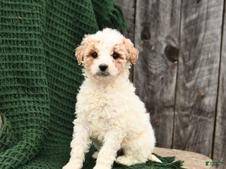 Mini Goldendoodle dogs for sale: Tessa - Ad 4